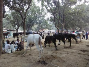 बस घोड़े हैं कि सोनपुर मेले में हिनहिना रहे हैं। फोटो-पुष्यमित्र