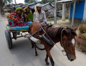 ग्रामीण एंबुलेंस- ग़रीब अगर बीमार पड़े तो घोड़ागाड़ी पर अस्पताल तक का सफ़र कैसे गुजरता होगा, आप अंदाजा लगाइए जनाब। फोटो- अजय कुमार कोसी बिहार।