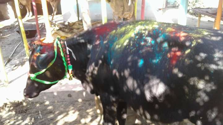 पूर्णिया के गौशला में गाय पूजा । फोटो- संजय कुमार मिश्र ।