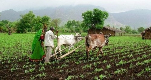 कृषि विश्वविद्यालय की ‘खेती’ और किसानों की दुर्दशा